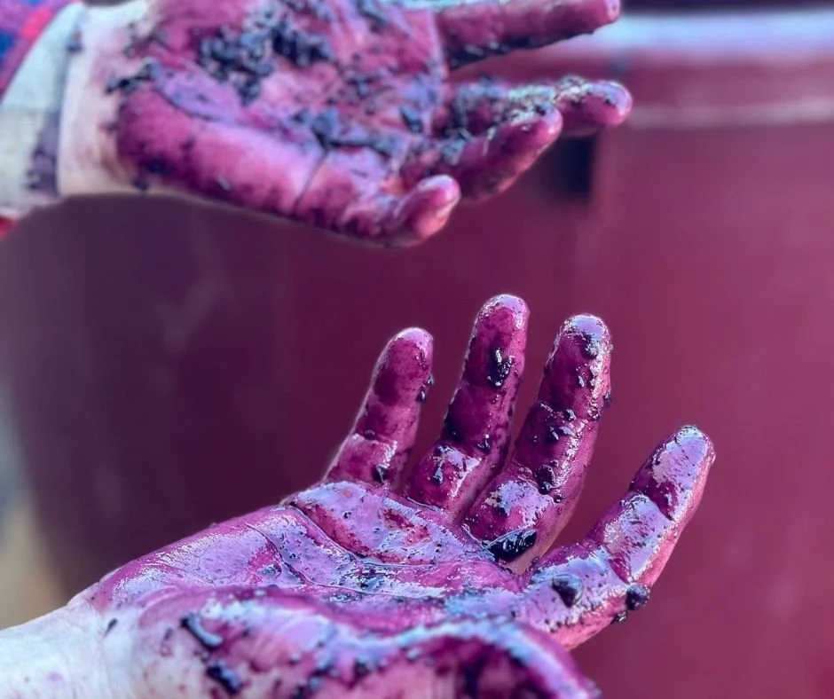 Hands covered in grape juice