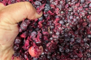 RiverBank Estate Winemaker with Nero D'Avola